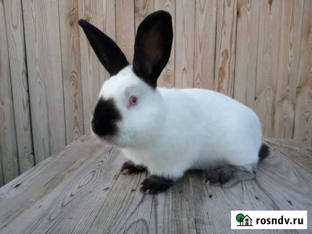 Кролики Калифорнийской породы Нижний Новгород - изображение 1