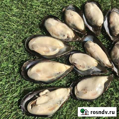 Мидии Гигант Киви 1/2 ракушки с доставкой Новокузнецк - изображение 1