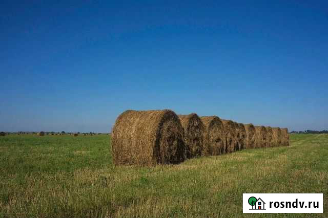 Сено Горно-Алтайск - изображение 1