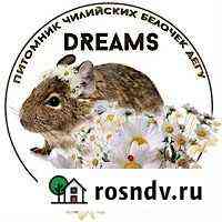 Дегу из питомника Тула