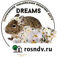 Дегу из питомника Тула - изображение 1