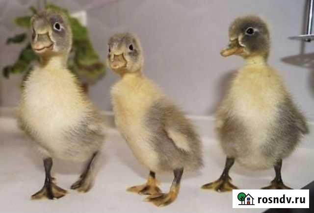 Утята Фаворит Голубой Энем - изображение 1