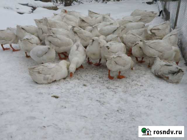 Молодые гуси Ардатов - изображение 1