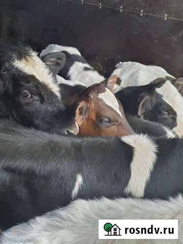 Телята бычки Тамбов - изображение 1