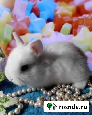 Карликовые кролики. На фото не все Москва - изображение 1