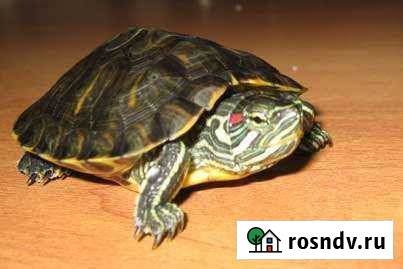 Черепаха Поселки - изображение 1