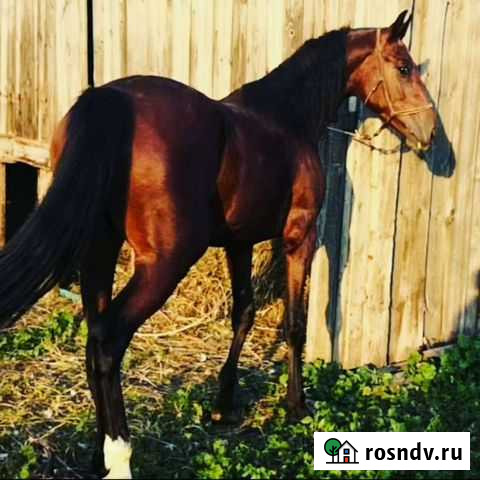 Лошадь Поспелиха - изображение 1