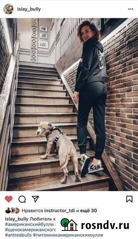 Шлейка кожанная для собаки premium Люберцы - изображение 1