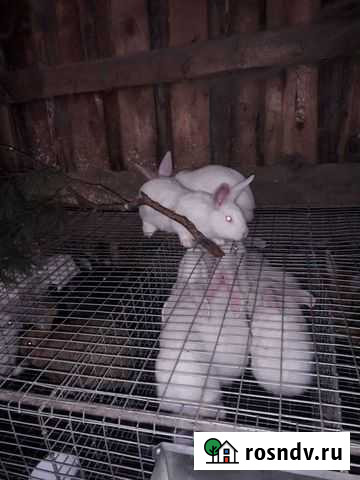 Белый панон Шаталово - изображение 1