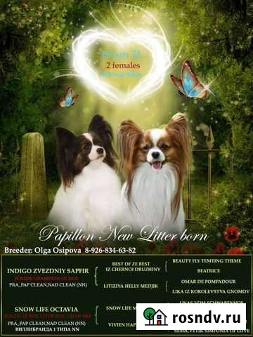 Красивая реклама ваших котят,щенков,питомника и др Кострома - изображение 1