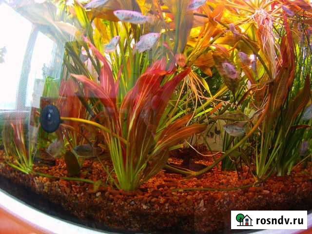 Клевые свои (не перекуп) живые растения) Иркутск - изображение 1