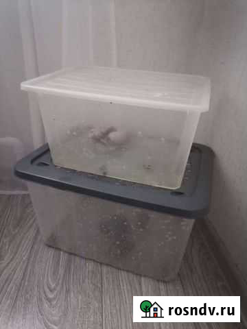 Отдам улиток ахатина Ейск - изображение 1