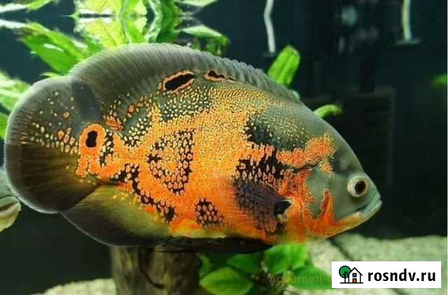 Астронотус Иркутск - изображение 1