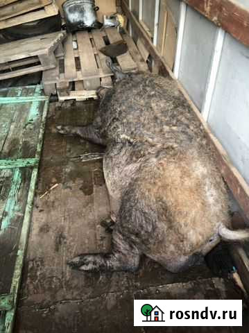 Мангалица Хряк Старый Оскол - изображение 1