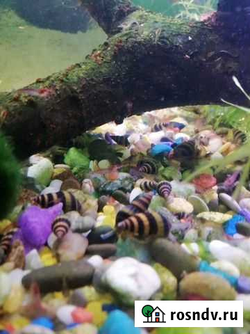 Улитки Белая Калитва - изображение 1