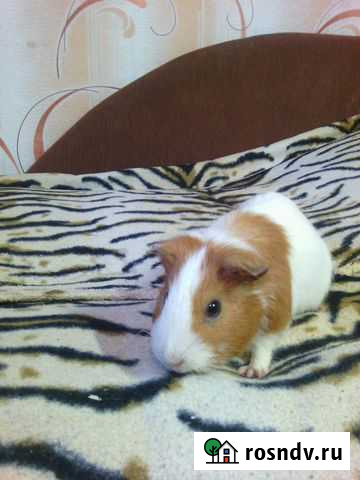 Морская свинка Сарапул - изображение 1