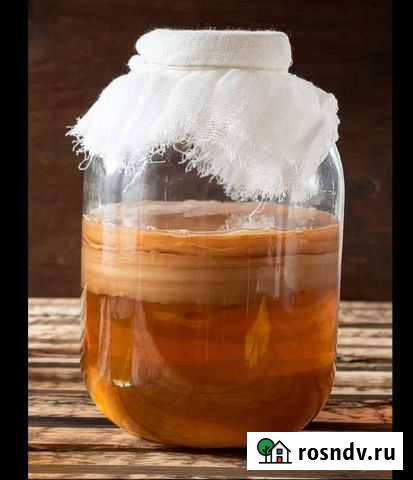 Чайный гриб (комбуча) Калуга - изображение 1