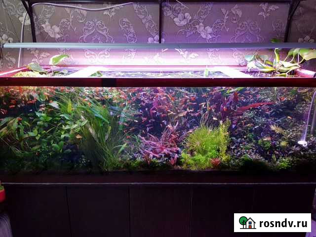 Буцефаландры И криптокарины Шебекино - изображение 1