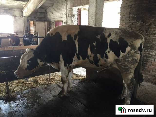 Ликвидация фермы Ольгинское - изображение 1