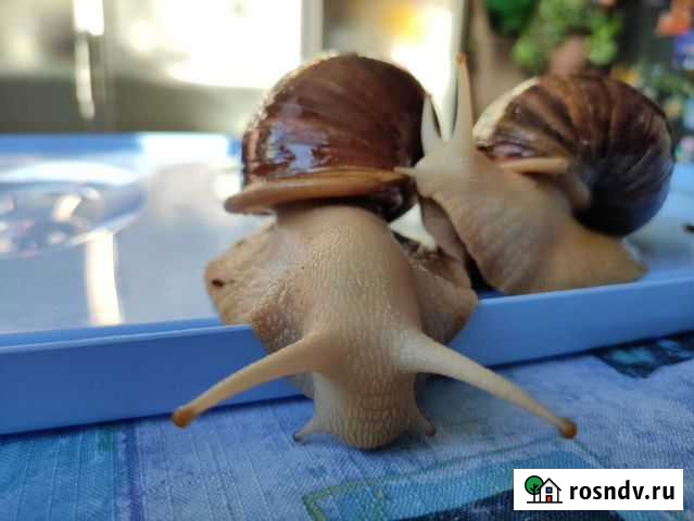 Улитки улитята Ахатина ретикулята альбино Москва - изображение 1