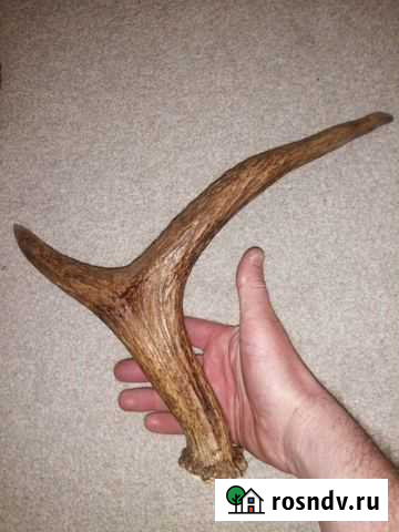 Рог лося Йошкар-Ола - изображение 1