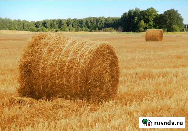 Сено Пышма - изображение 1