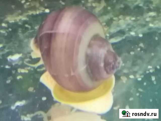 Улитки аквариумные, ампулярия Старый Оскол - изображение 1