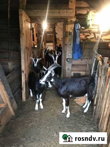 Коза и козел Рамешки - изображение 1