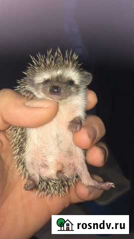 Африканский ежик Загорянский - изображение 1