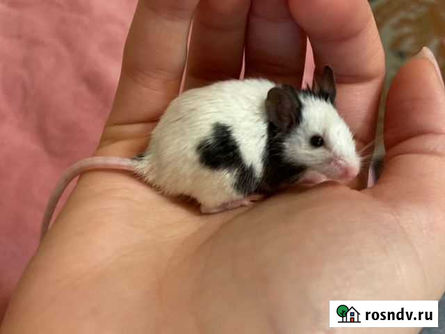 Японская мышка Ростов-на-Дону - изображение 1