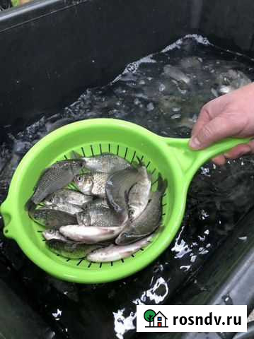 Живец карась Астрахань - изображение 1