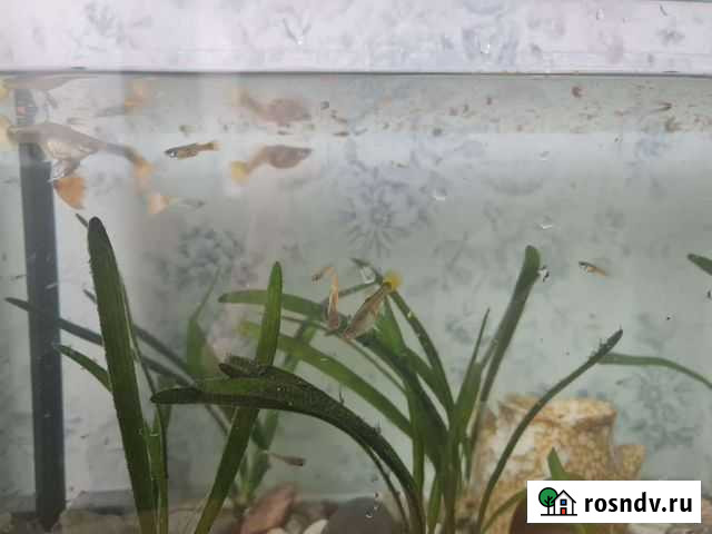 Рыбки гуппи Калининград - изображение 1