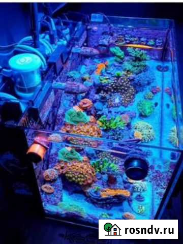 Аквариум морской 80литров Томск - изображение 1