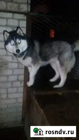 Передержка собак Брянск - изображение 1