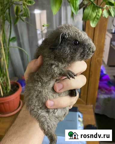 Морская свинка тедди Новороссийск - изображение 1