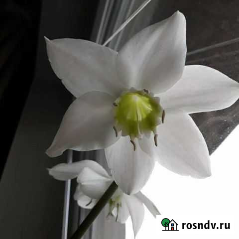 Уход за комнатными растениями Ярославль - изображение 1