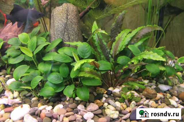 Аквариумные растения Новокузнецк - изображение 1