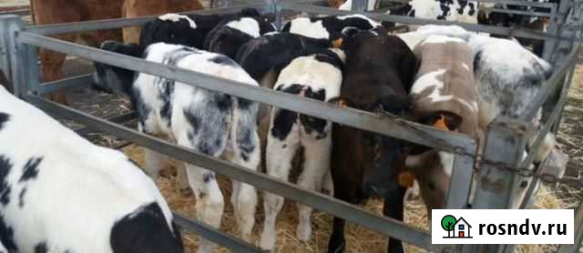 Бычки телята Новоаннинский - изображение 1