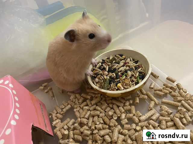 Сирийский хомяк Нижний Новгород - изображение 1