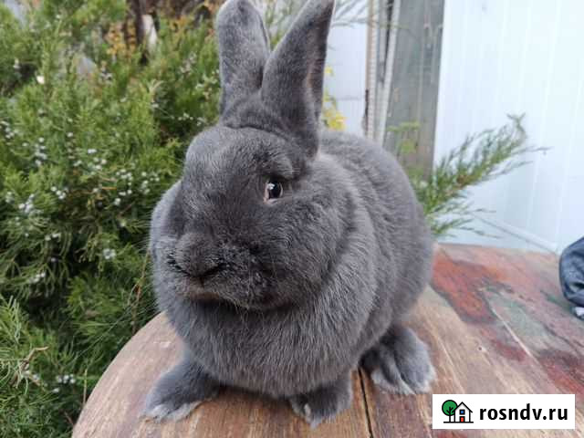 Венский голубой кролик Ростов-на-Дону - изображение 1