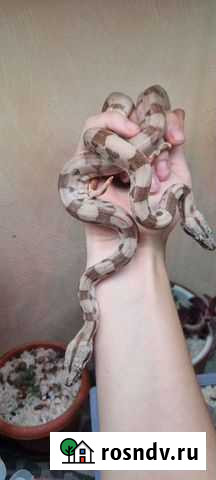 Императорский удав salmon пара Москва - изображение 1