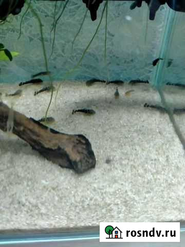 Анциструс Йошкар-Ола - изображение 1