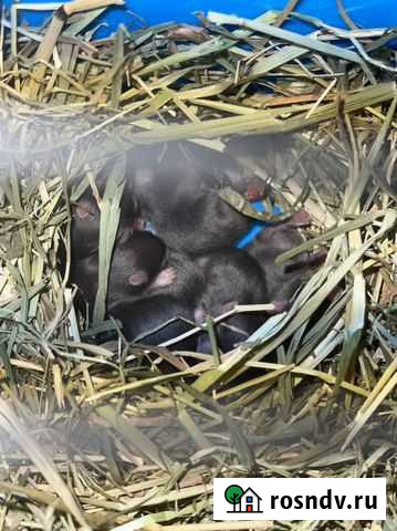 Сирийский хомяк Самара - изображение 1