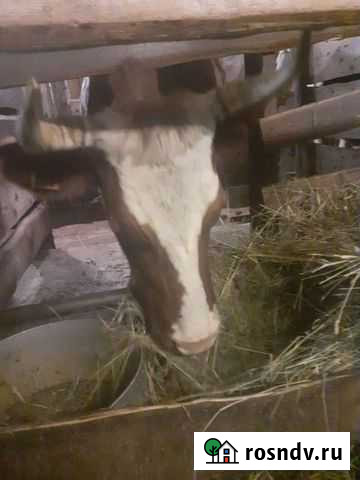 Коровы Медвежьегорск - изображение 1