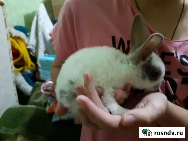 Декоративные кролики Приволжский - изображение 1