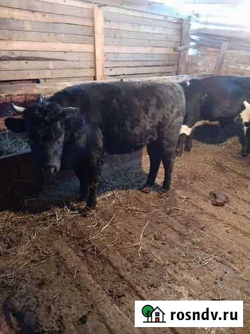 Быки Сальск - изображение 1