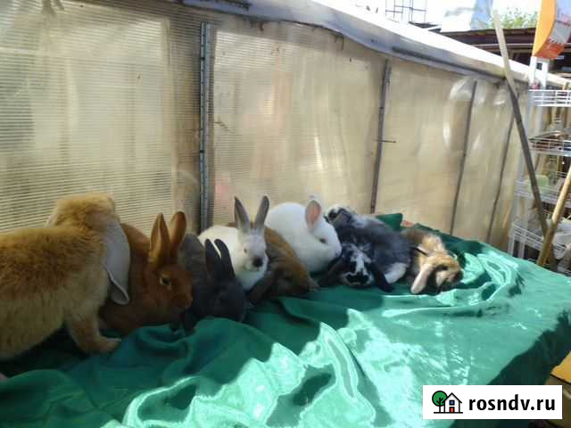 Кролики мясных пород Иваново - изображение 1