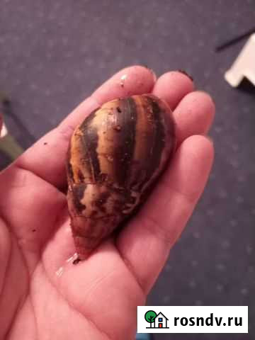 Улитки ахатины бесплатно Брянск - изображение 1