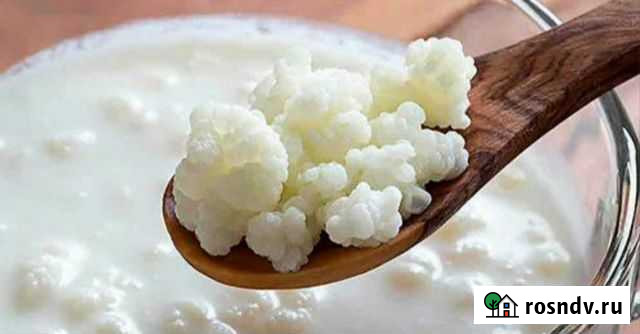 Тибетский молочный гриб Волжский - изображение 1