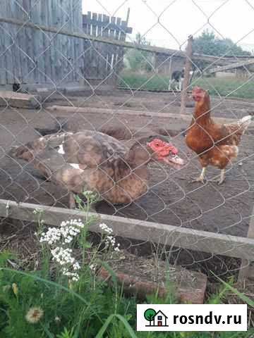 Мускусные утки Шаталово - изображение 1